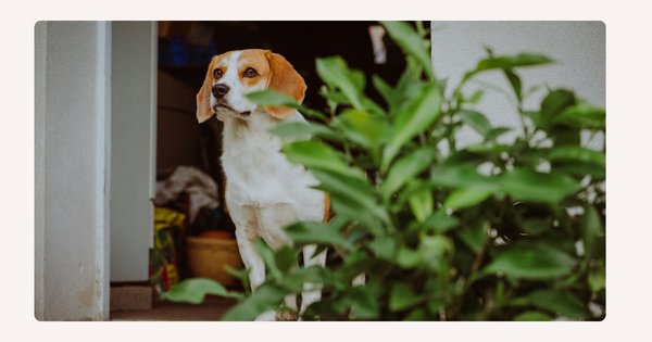 Tips for Raising Dogs and Plants Under One Roof