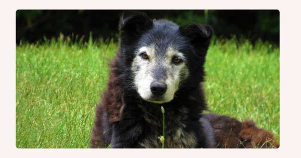 Nutritional considerations owners should look for to help their dogs move into old age