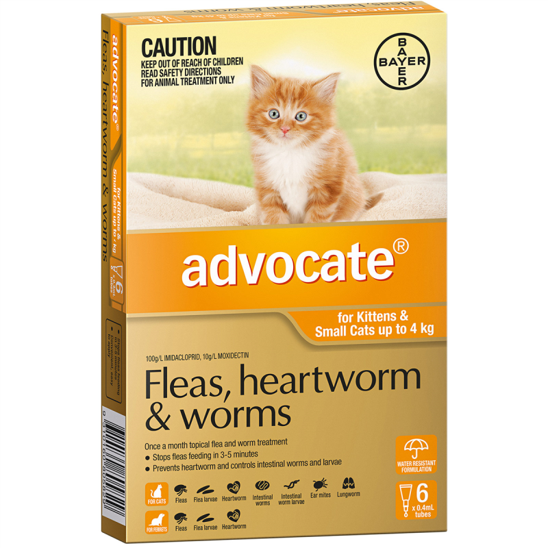 Advocate for Kittens & Small Cats up to 4kg