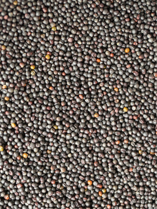 Avigrain Canola Seed 20kg