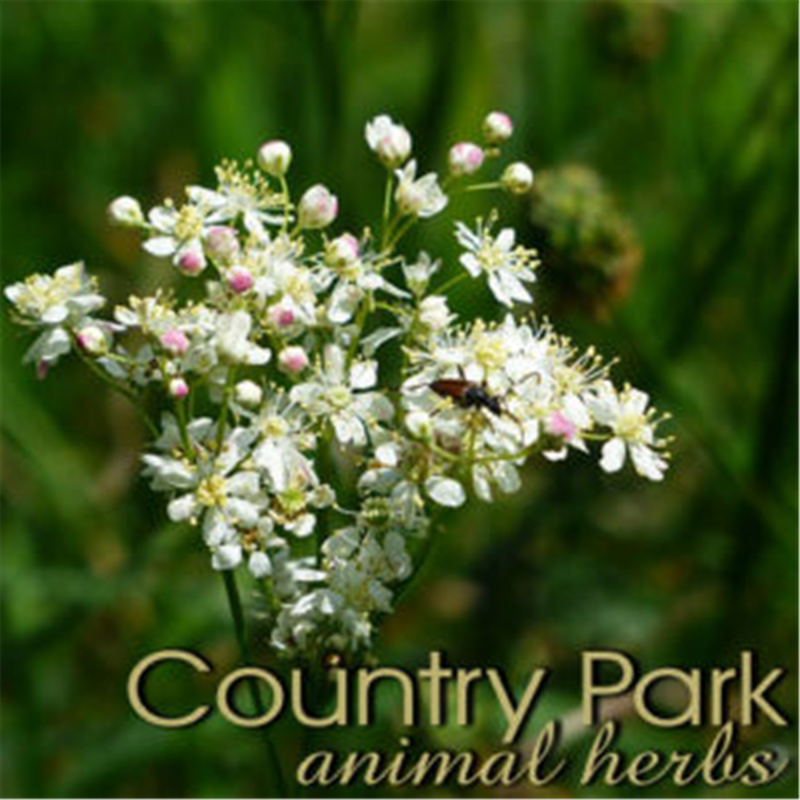 Country Park Meadowsweet Herb Cut