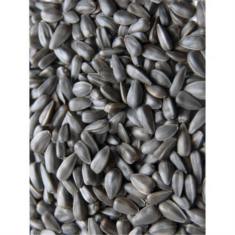 Avigrain Wild Acres Black Sunflower Seeds