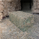 Hay Lucerne Victoria Bale