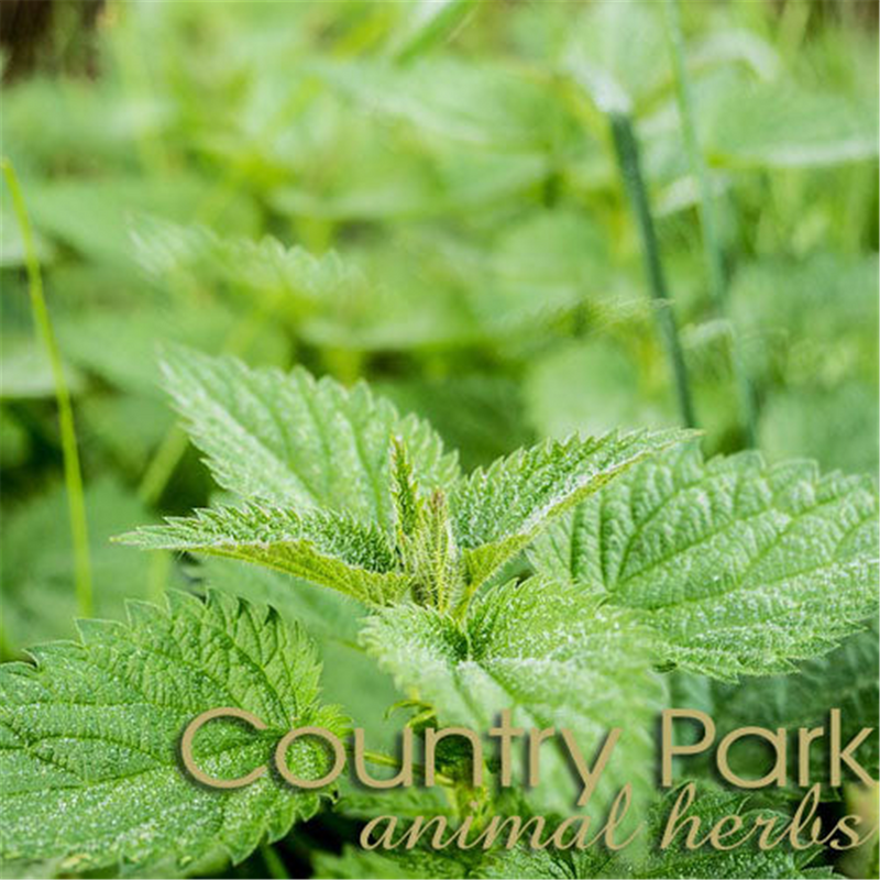 Country Park Nettle Leaf