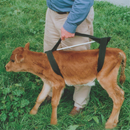 Shoof Griffiths Calf Sling