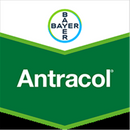 Bayer Antracol Fungicide Spray 1kg