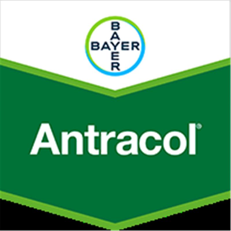 Bayer AntracolÂ® Fungicide Spray 1kg