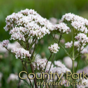Country Park Valerian Root Cut 1kg