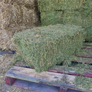 Lucerne Hay New Season Bale