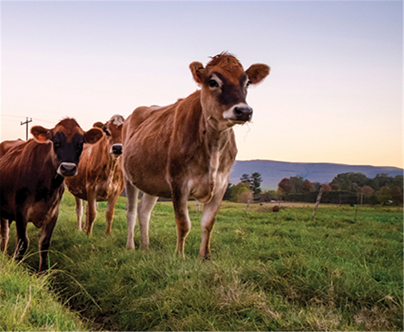 RAGT Acacia Plateau Pasture Seed 1kg