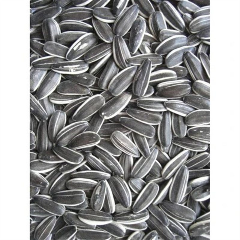 Avigrain Grey Stripe Sunflower Seeds