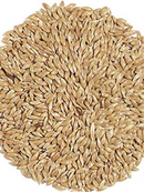 Avigrain Canary Plain Seed 20kg