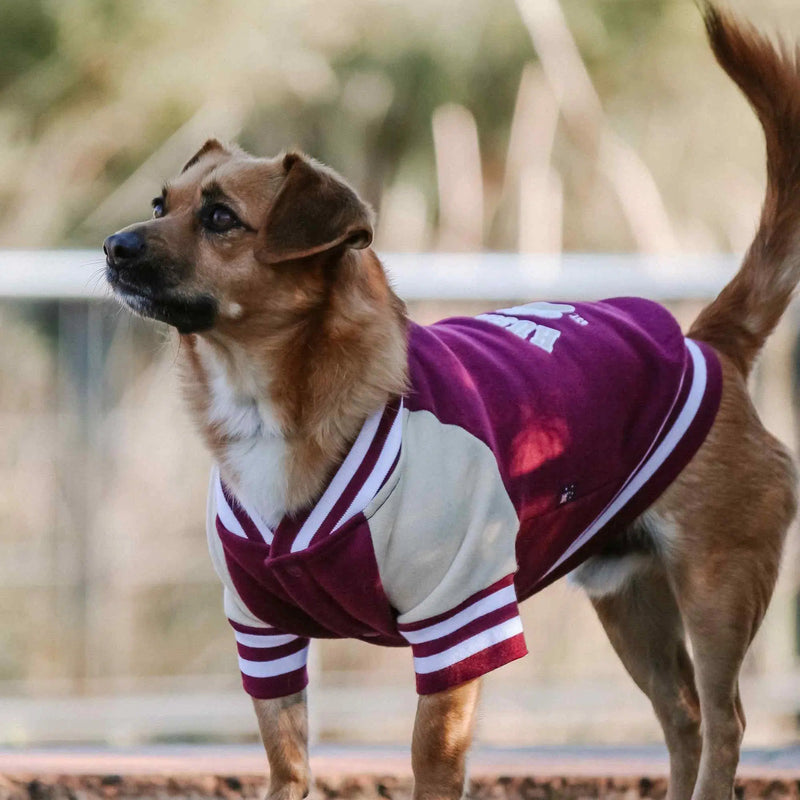 Huskimo College Jacket Burgundy Dog Coat