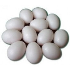 Elite Plastic Poultry Egg