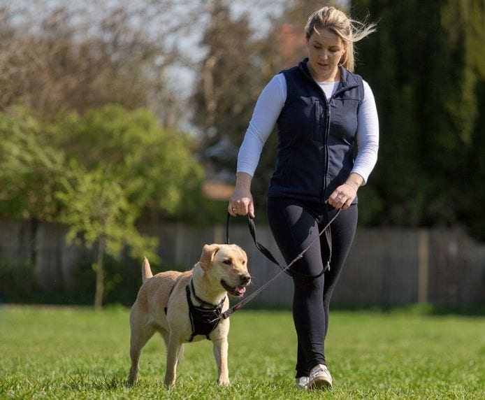 Halti Training Lead Black