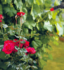 Solo Manual Sprayer 408 5L