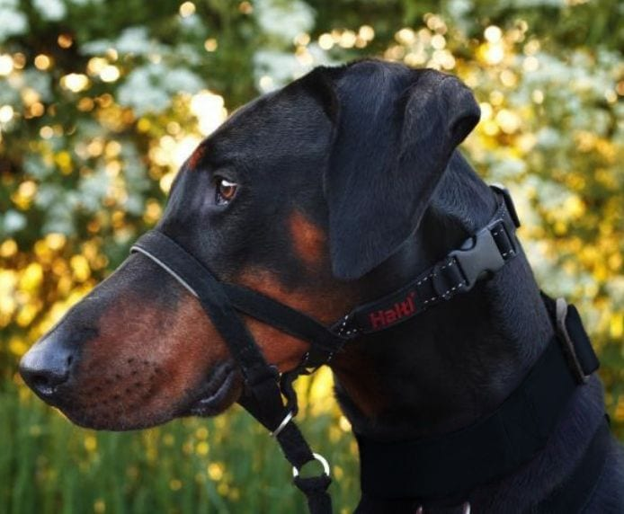 Halti Dog Headcollar Black