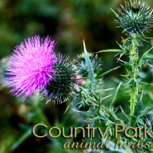 Country Park St Mary’s Thistle 1kg